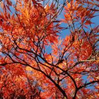 Photo - Ramster Garden