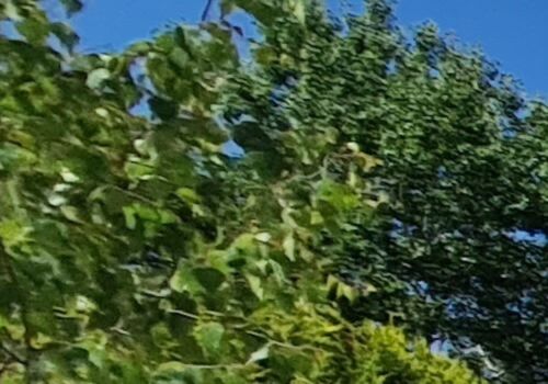 Cherry Tree Landscapes