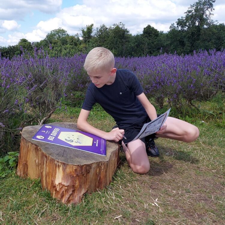 Mayfield Lavender Farm – Last Chance for 2021!