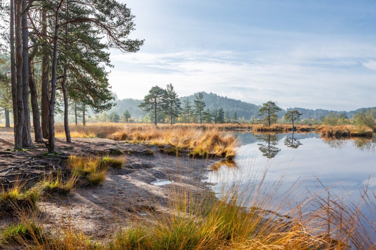 Autumn Calm, Frensham Common, Surrey by Nick Oakley Photography