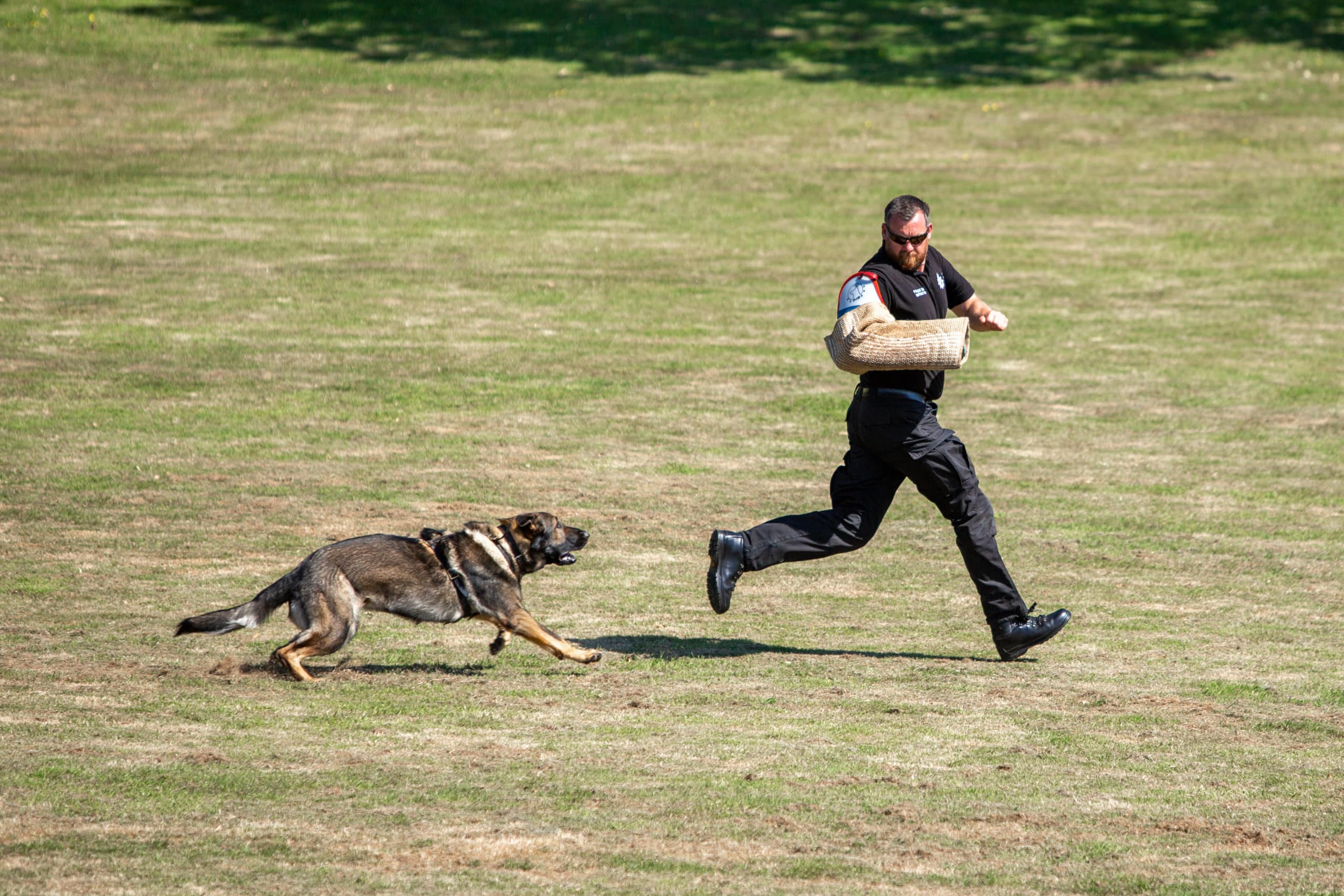 Surrey Police Dog Training School dog running
