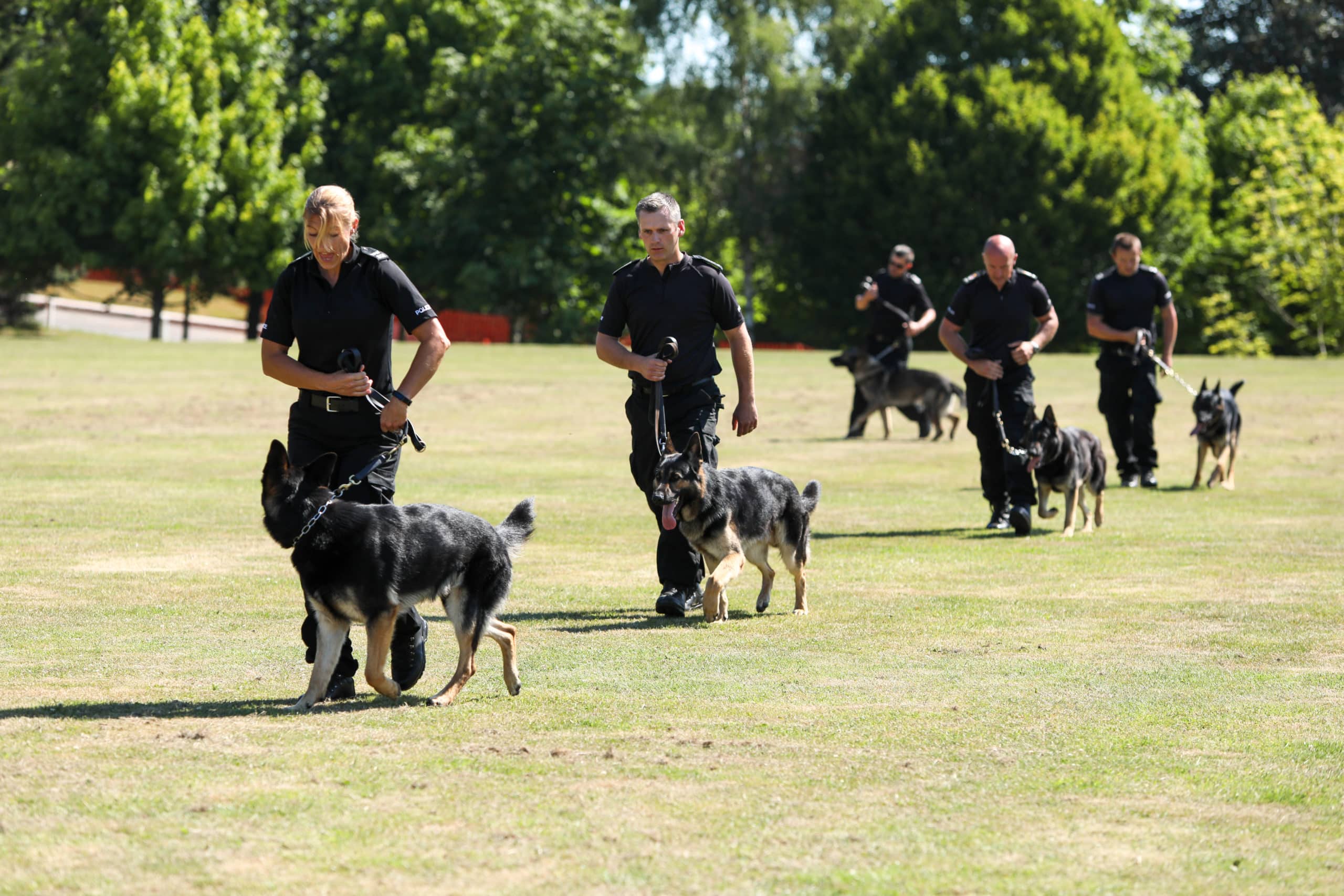 Surrey Police Dog Training School dogs walking