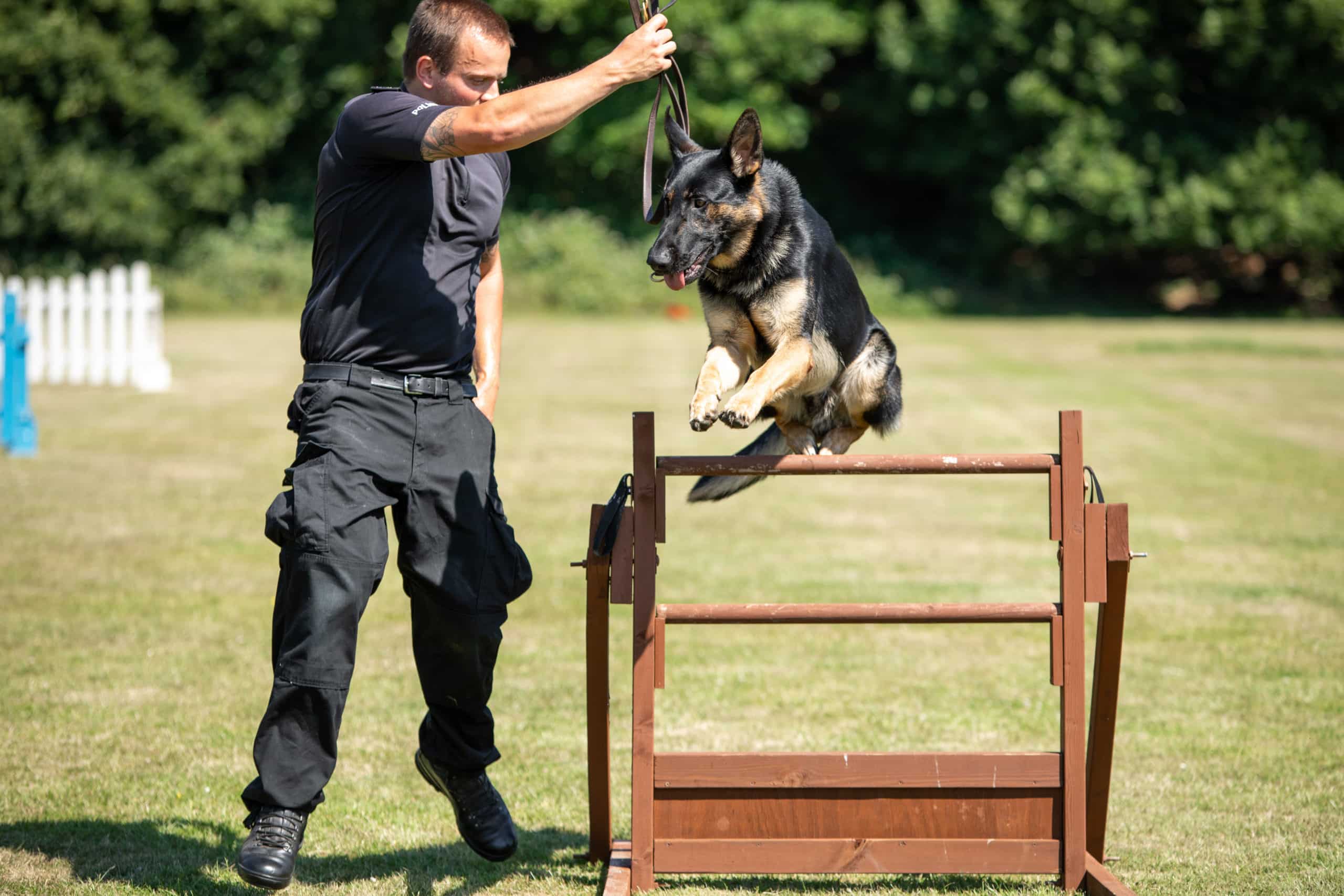Surrey Police Dog Training School dog jumping