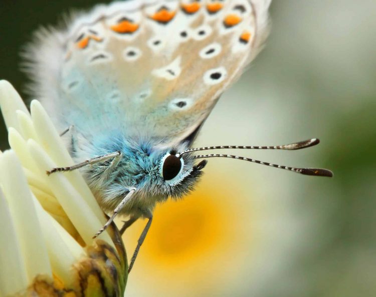 Connecting to Nature with Surrey Wildlife Trust