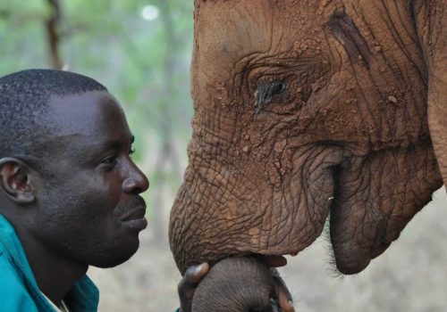 David Shepherd Wildlife Foundation