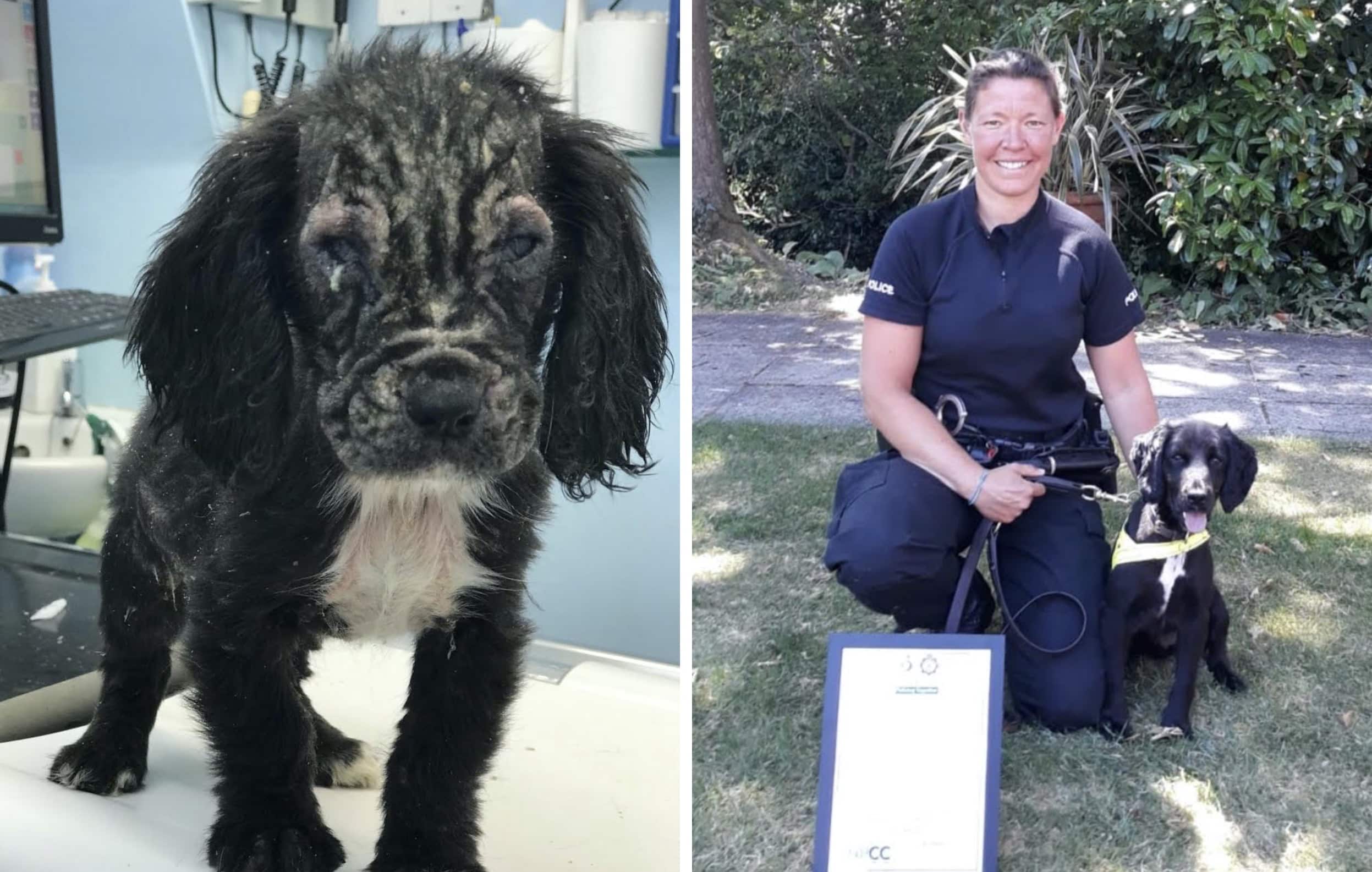 Badger as he arrived at the RSPCA (left) and passing as a Police Dog with his handler PC Stephanie Barrett (right)