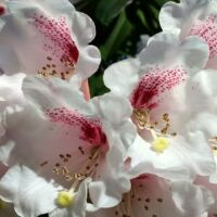 Photo - Ramster Garden