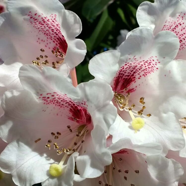Photo - Ramster Garden