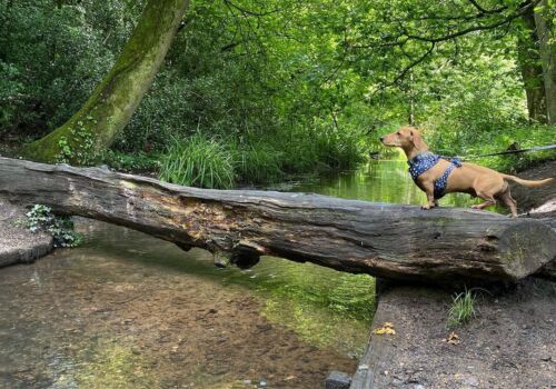 Best Surrey Walks: Discover the great outdoors in your backyard