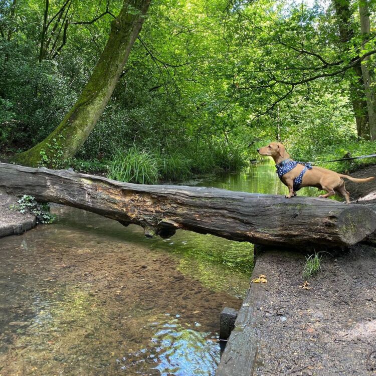 Best Surrey Walks: Discover the great outdoors in your backyard