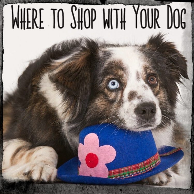 Photo - Explore On Paw