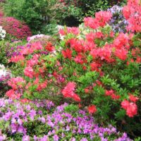 Photo - Ramster Garden