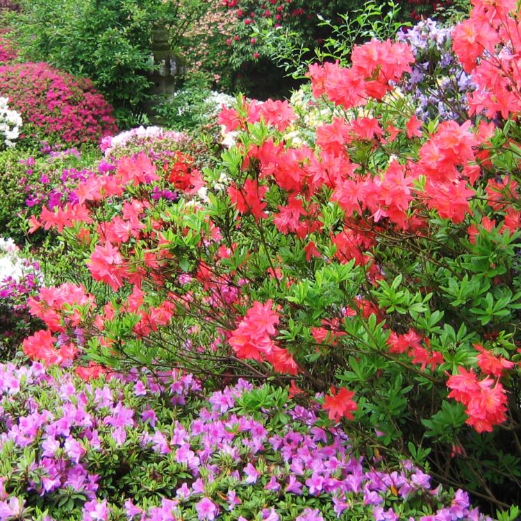Photo - Ramster Garden