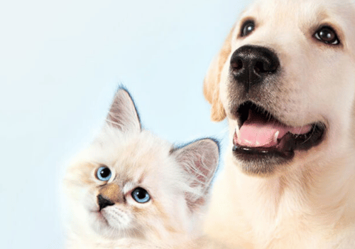 Vetlab Supplies Ltd