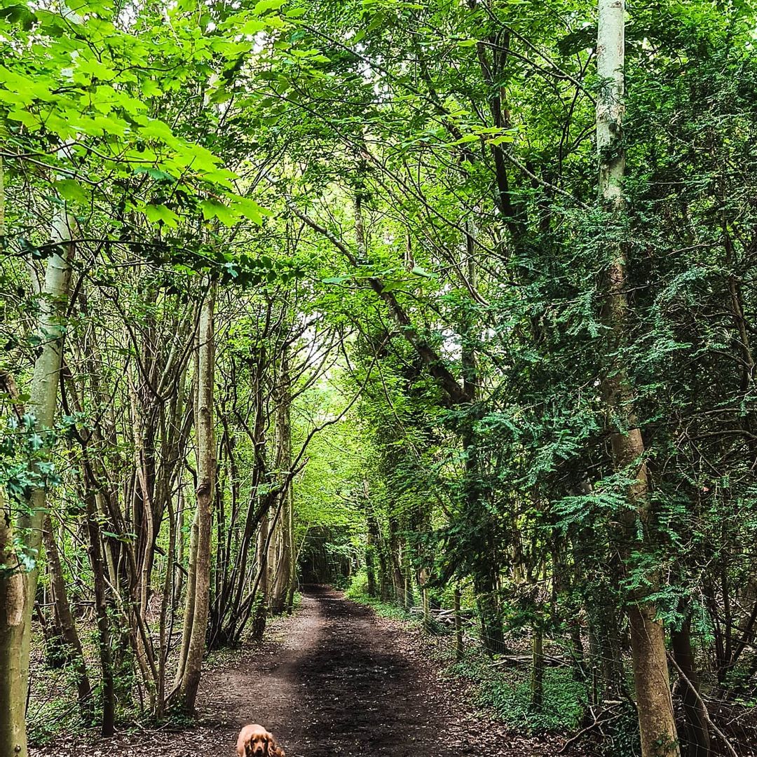 The Polesden Lacey Walk - Best Surrey Walks: Discover the great outdoors in your backyard