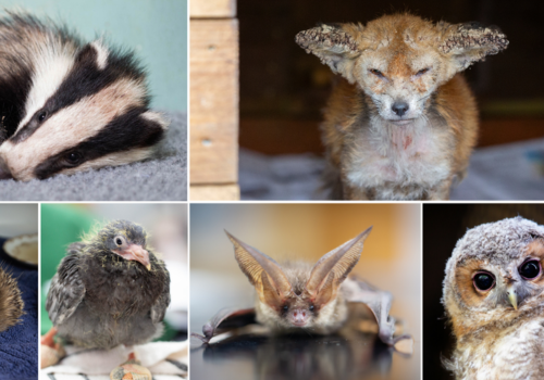 Wildlife Aid Foundation